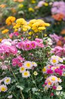大鹏菊花展