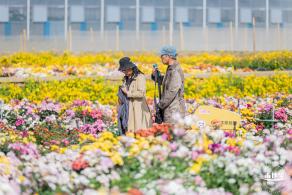 大鹏菊花展