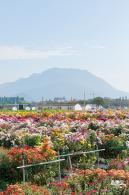 大鹏菊花展