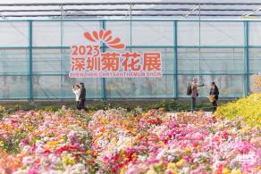 大鹏菊花展