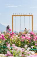大鹏菊花展