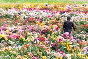 大鹏菊花展