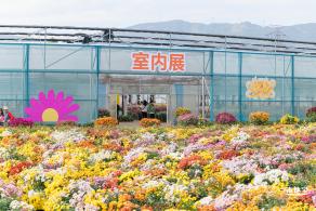 大鹏菊花展