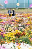 大鹏菊花展