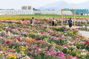 大鹏菊花展