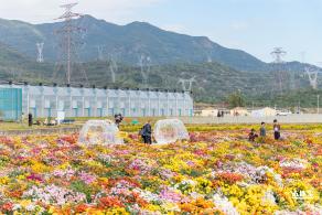 大鹏菊花展