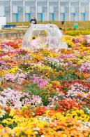 大鹏菊花展