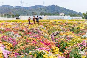 大鹏菊花展
