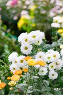 大鹏菊花展