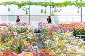 大鹏菊花展