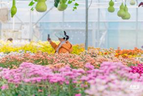 大鹏菊花展