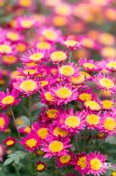 大鹏菊花展