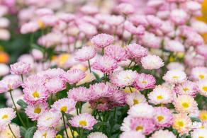 大鹏菊花展