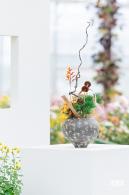 大鹏菊花展