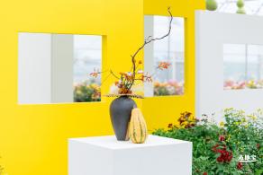大鹏菊花展