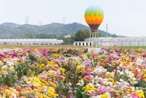 大鹏菊花展