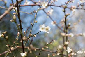 荔枝公园落羽杉