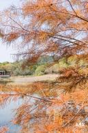 莲花山落羽杉