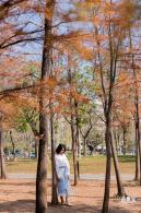 莲花山落羽杉