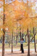 莲花山落羽杉