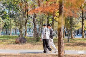 莲花山落羽杉