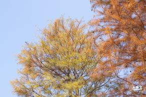 莲花山落羽杉