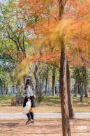 莲花山落羽杉