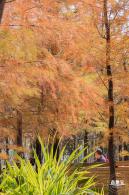 莲花山落羽杉