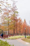 红花岭公园