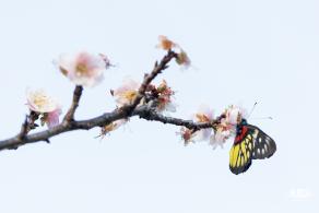 梅园梅花