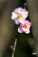 梅园梅花