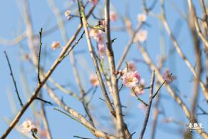 梅园梅花