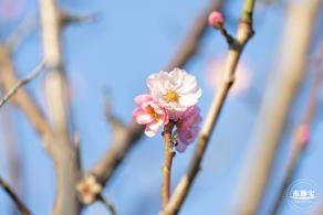 梅园梅花