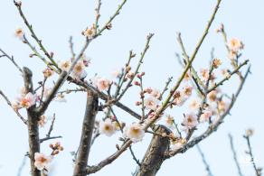 梅园梅花