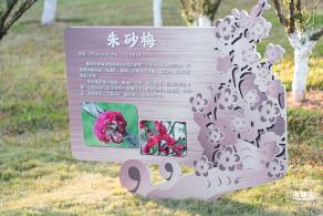 梅园梅花