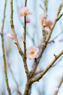 梅园梅花