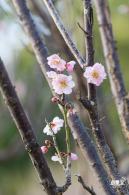 梅园梅花