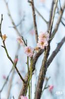 梅园梅花