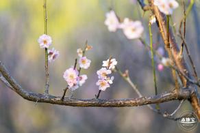 梅园梅花