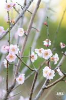 梅园梅花
