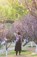 梅园梅花
