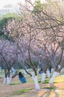 梅园梅花
