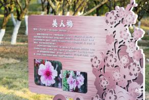 梅园梅花