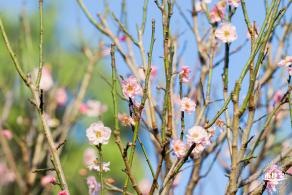 梅园梅花