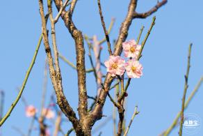 梅园梅花