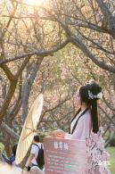 梅园梅花