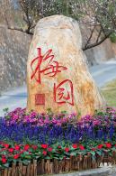 梅园梅花