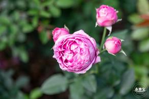 香蜜月季花