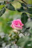 香蜜月季花