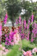 香蜜月季花
